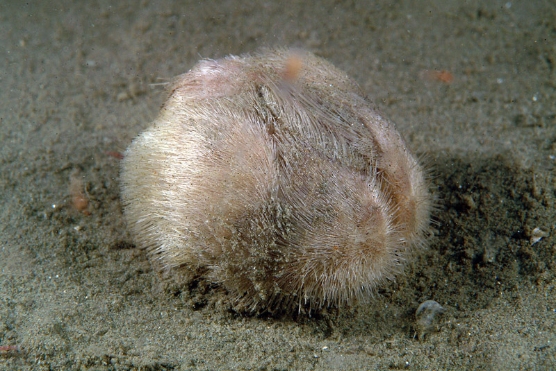 Echinocardium sp.
